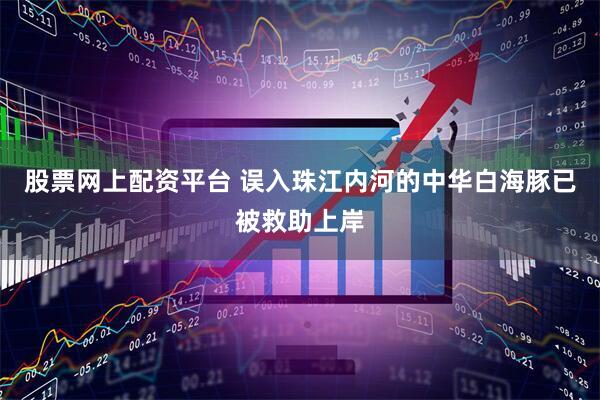 股票网上配资平台 误入珠江内河的中华白海豚已被救助上岸